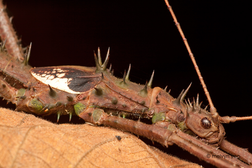 Big Stick Insect