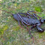 Whip Scorpion