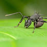 Thorny Ant, Polyrhachis sp