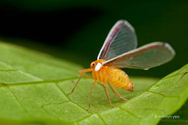 Derbid Planthoppers