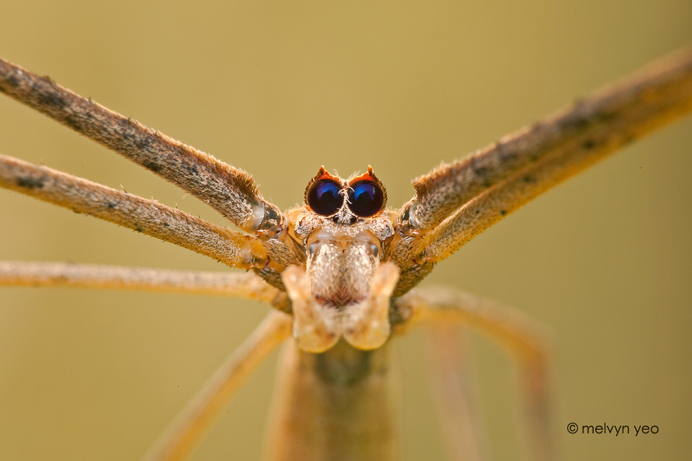 Net Casting Spider