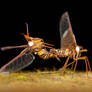Mating Derbid Bug