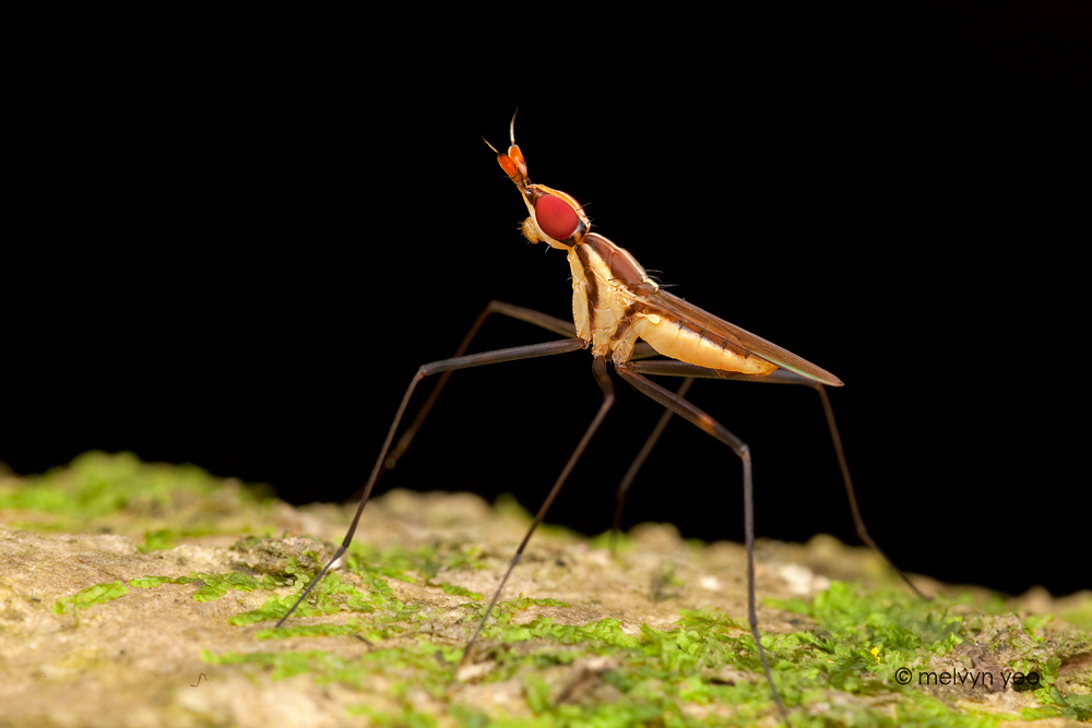 Banana Stalk Fly