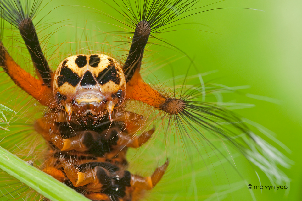 Skull Faced Caterpillar