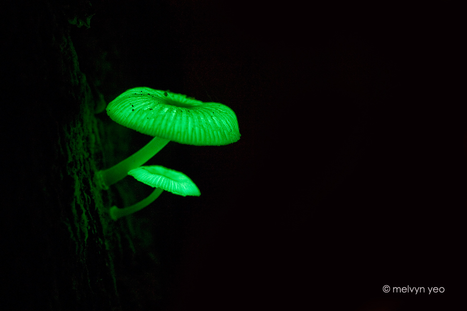 Bioluminescent Fungi