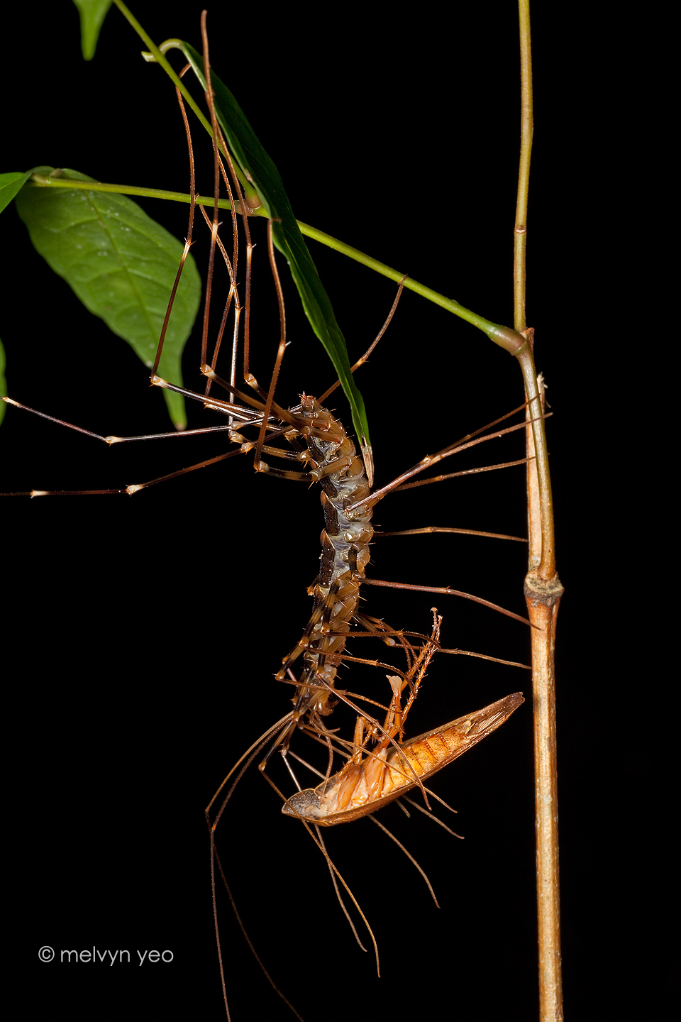 House centipedes