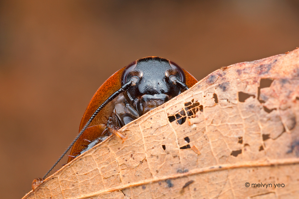 Shy Cockroach