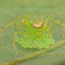 Mama Jumping Spider