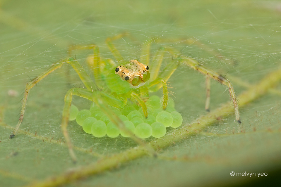 Mama Jumping Spider