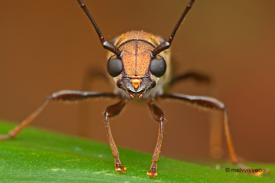 Baby Long-horned Beetle