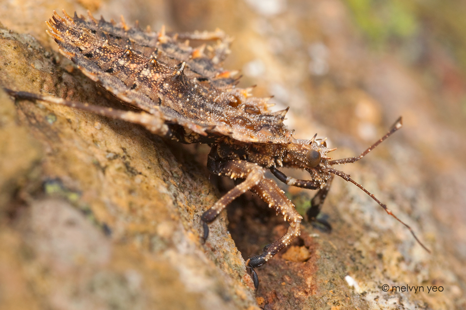 Assassin Bug Nymph