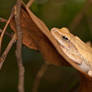 Four-lined Tree Frog