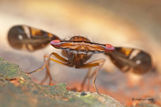 Stalk-eyed Signal Flies