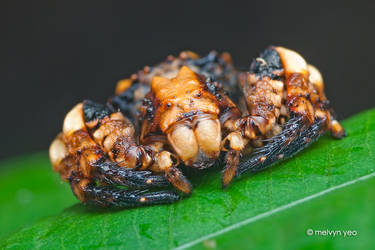 Bird-Dung Crab Spider, Phrynarachne sp.