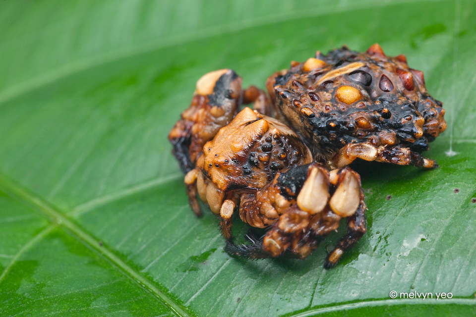 Bird-Dung Crab Spider, Phrynarachne sp.