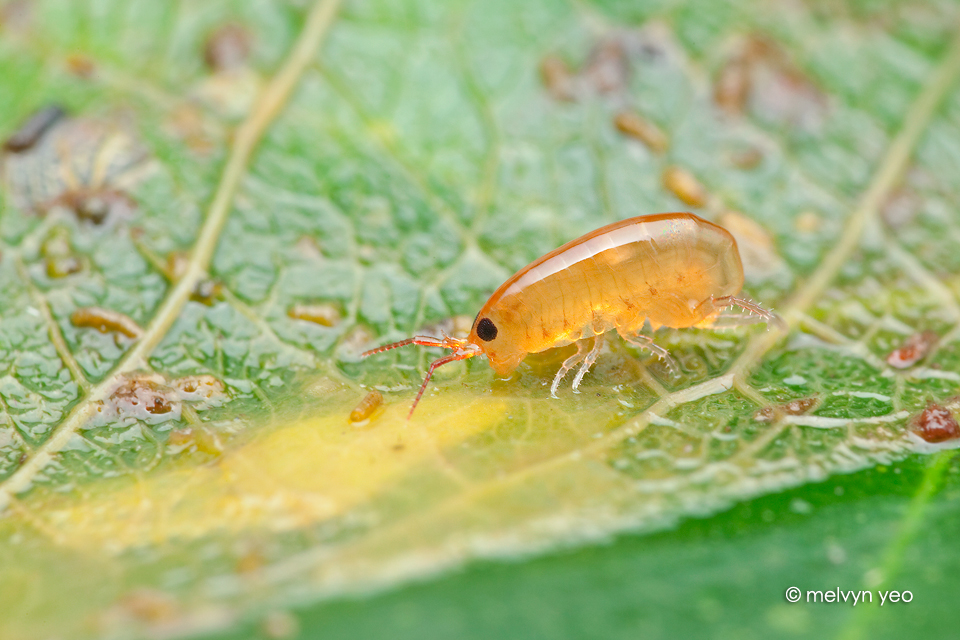 Lawn Shrimp