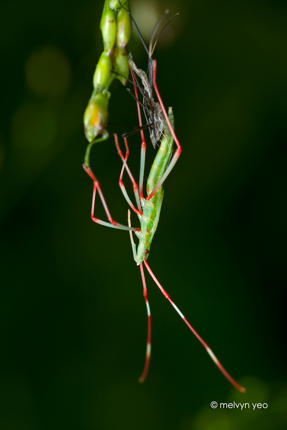 Molting Bug