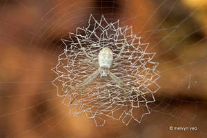 juvenile st andrew spider