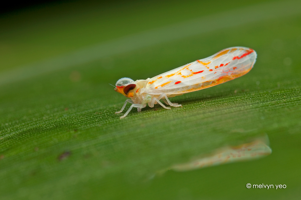 Derbid planthopper