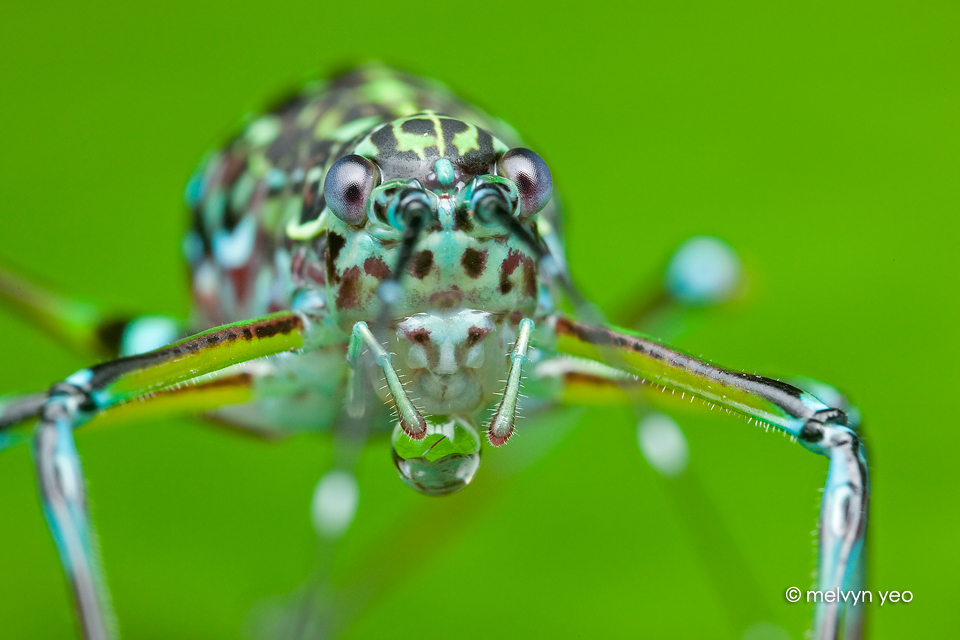 Katydid blowing bubbles