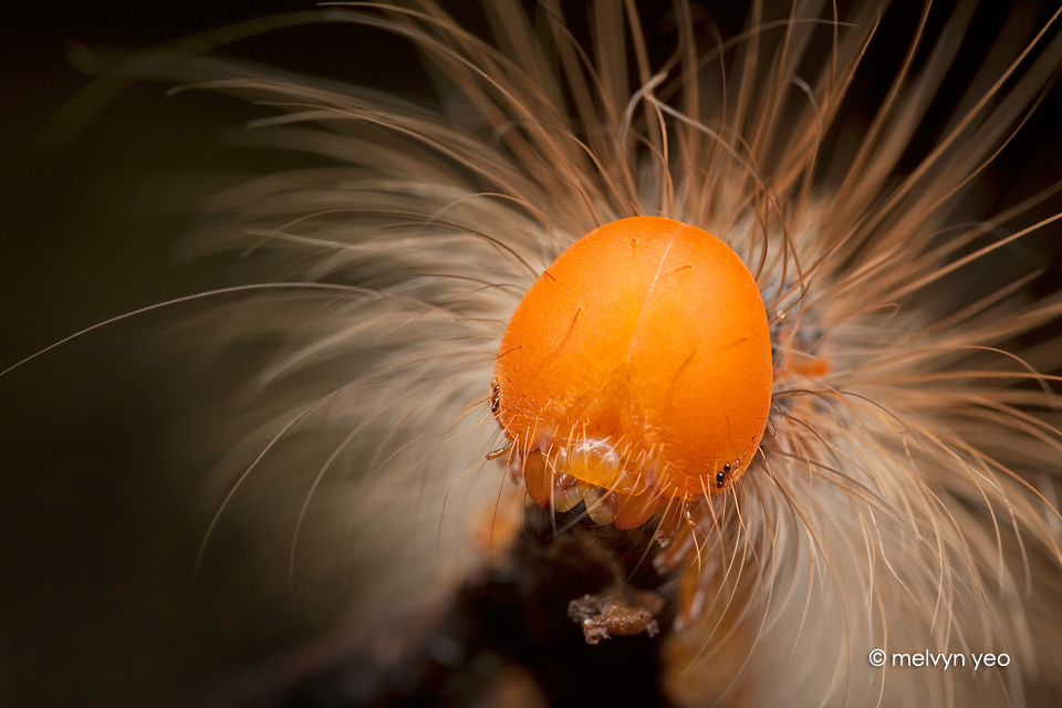 Caterpillar