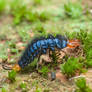 Larvae of a Carabid