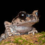 Black-eyed Litter Frog