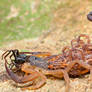 Lychas scutilus with young and eating a spider