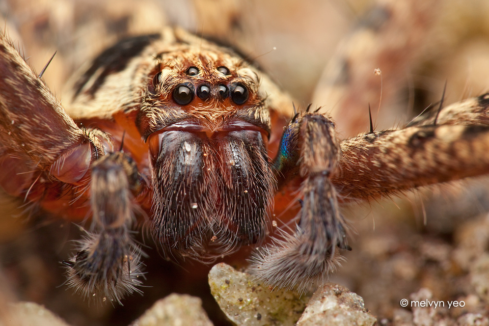 Huntsman closeup