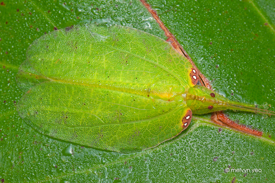 Chondroderella borneensis