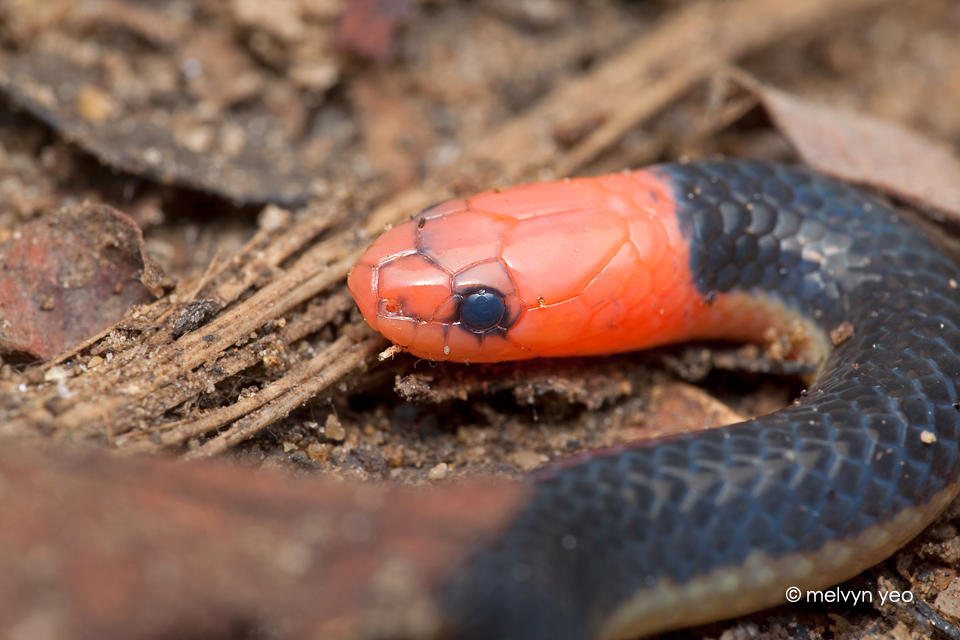 Pink-headed reed snake by melvynyeo on DeviantArt