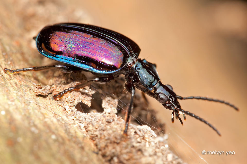 Ground Beetle