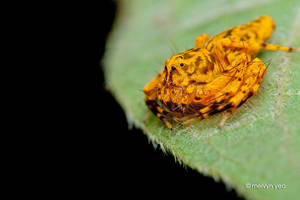 Orange Lynx