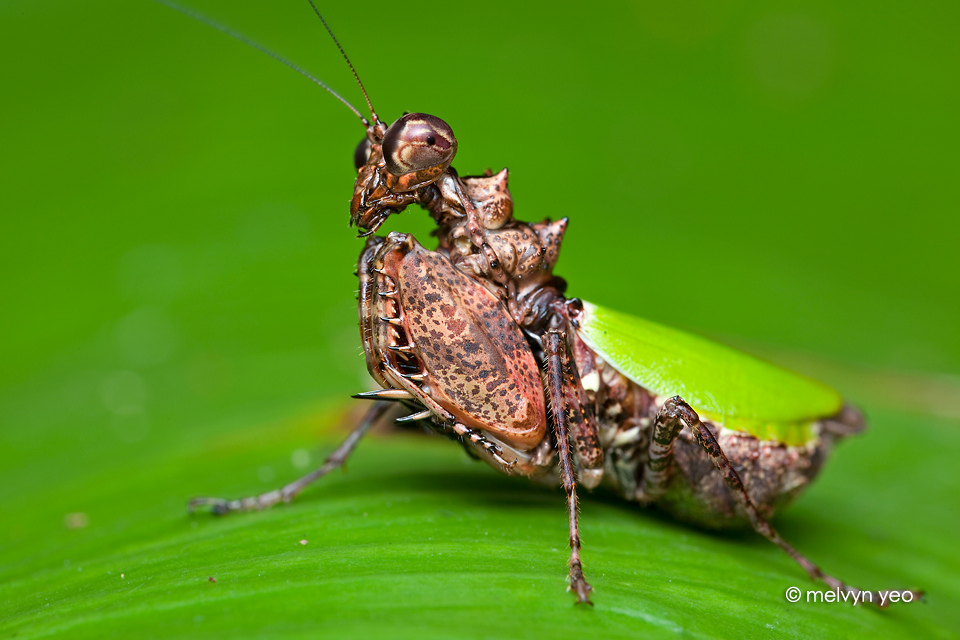 Pachymantis Bicingulata