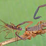 There's always a bigger arthropod..