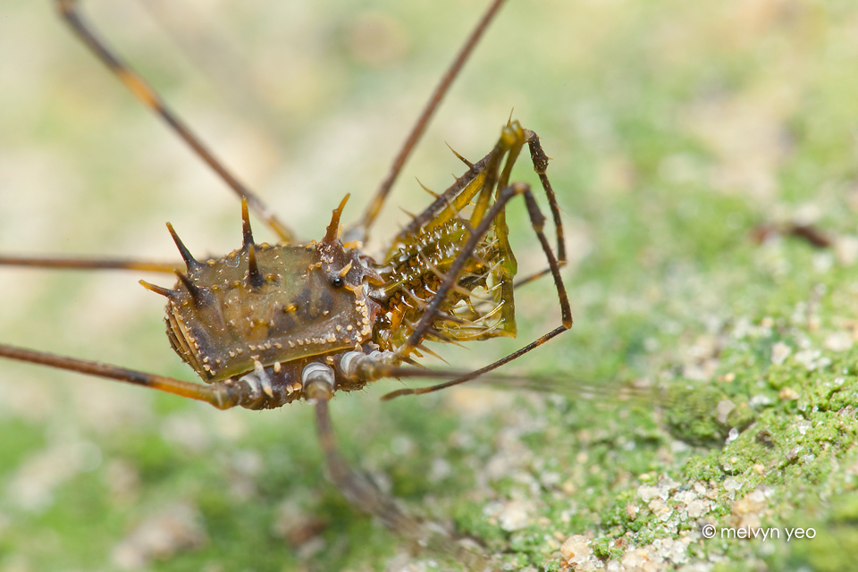 Spiky Harvestman