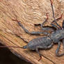 Whip Scorpion