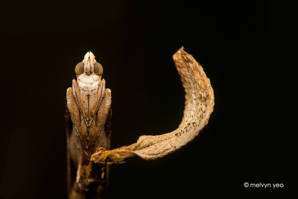 Twig mimic moth