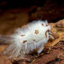 Planthopper Nymph