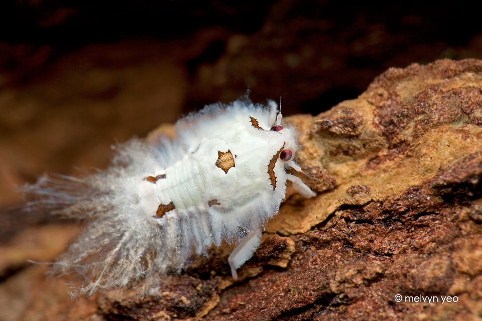 Planthopper Nymph