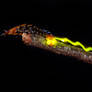 Firefly Larvae Light Trail