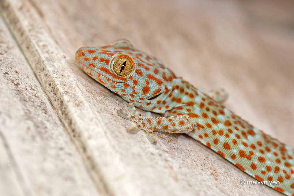 Tokay Gecko