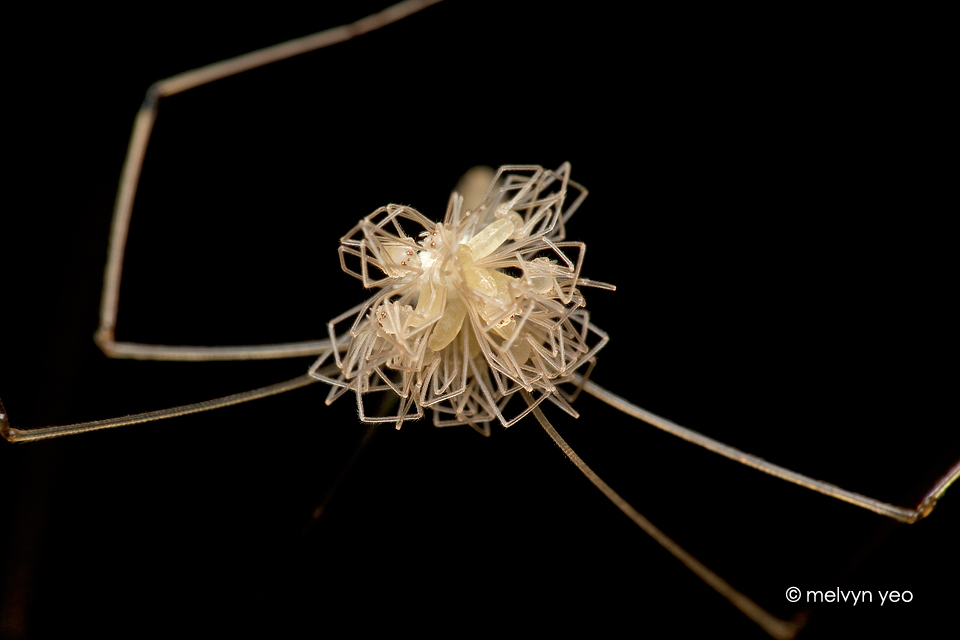 Daddy longlegs with newly hatch babies