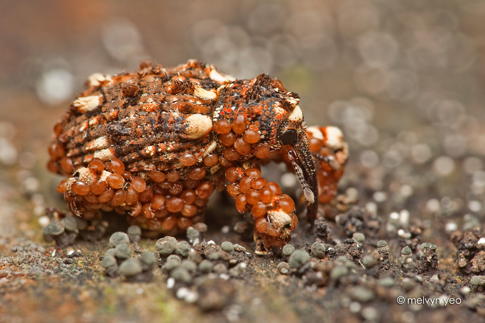 Weevil infested with hypopus