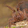 Singapore Tarantula threat posture