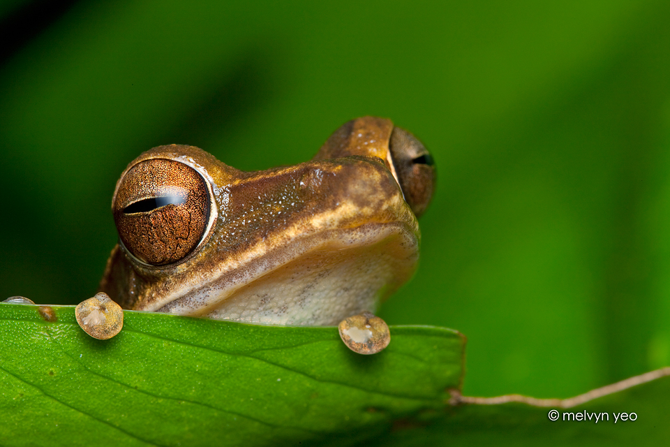 Four-lined Tree Frog