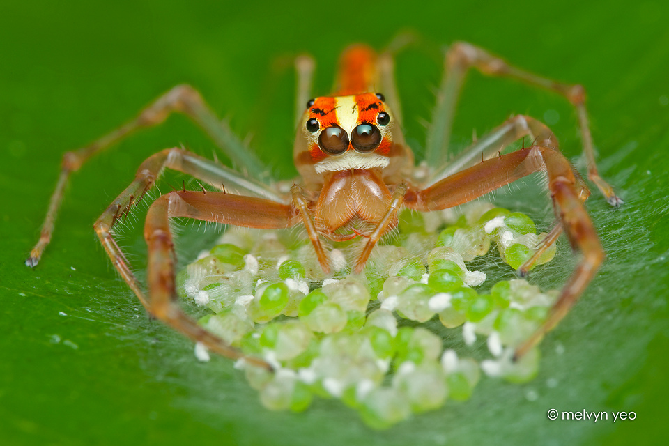 Wide Jawed Viciria with egg