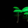 Bioluminescent Fungi 2
