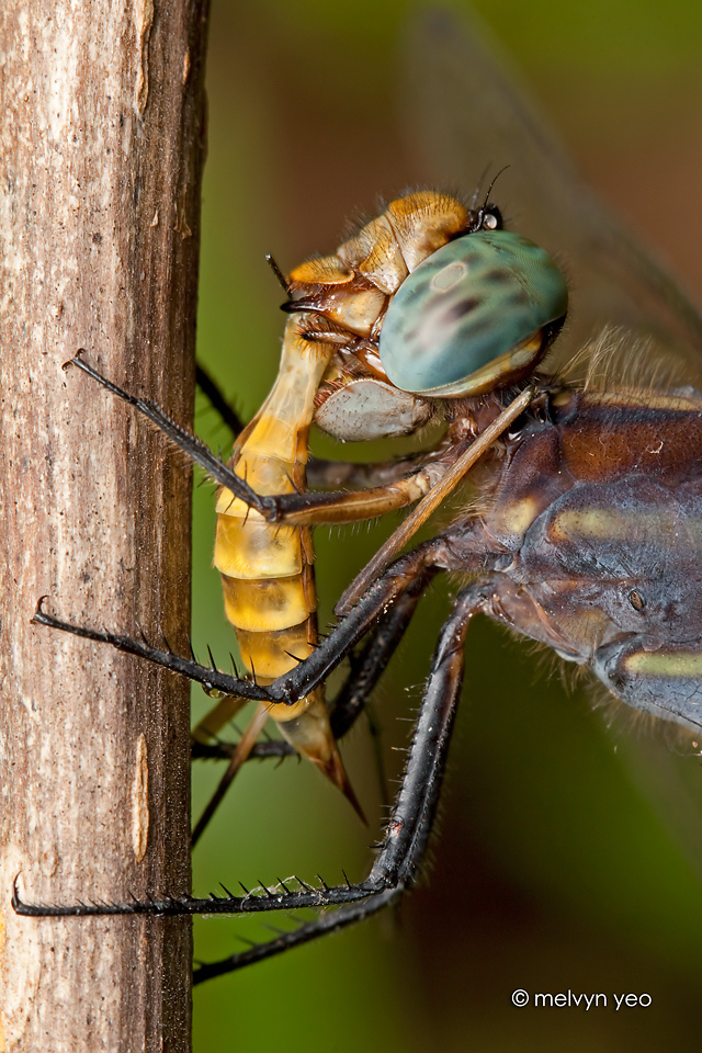 Dragonfly eating Cranefly