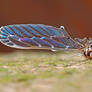 Iridescence Insect Wing